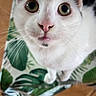 cat, white_cat, animal, pet, whiskers, curious, close_up, chair, leaf_pattern, indoor, feline, fur, ears, eyes, nose, table, wood_floor, domestic_animal, looking_up, cute
