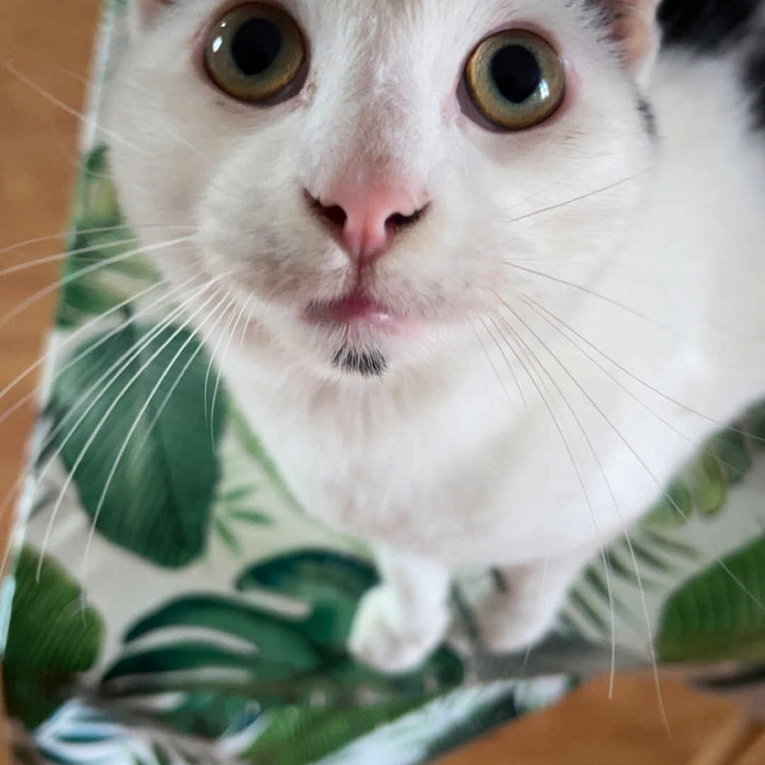 Denis a rejoint le concours — aidez-le/la à gagner de superbes lots ! cat, white_cat, animal, pet, whiskers, curious, close_up, chair, leaf_pattern, indoor, feline, fur, ears, eyes, nose, table, wood_floor, domestic_animal, looking_up, cute
