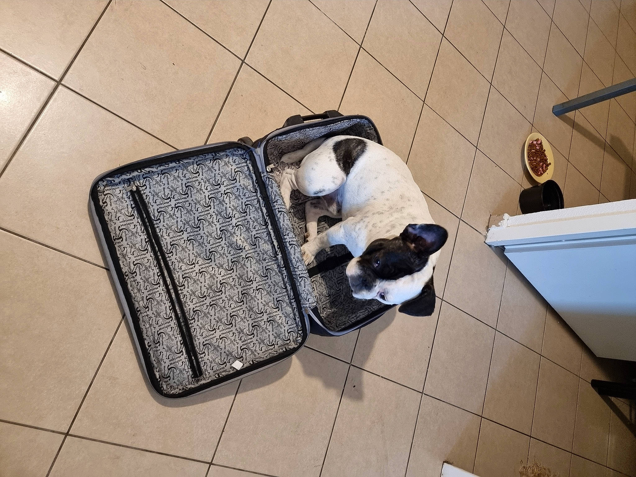 Oliver a rejoint le concours — aidez-le/la à gagner de superbes lots ! bag, baggage, cobblestone, comfort, concrete, eyewear, felidae, floor, flooring, fur, luggage_and_bags, pet_supply, road_surface, room, shadow, small_to_medium_sized_cats, snout, tile, wall, wood