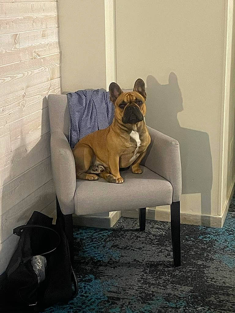 Max participe au concours pour gagner de l'argent avec cette photo : bag, carnivore, chair, club_chair, comfort, companion_dog, couch, dog, dog_breed, fawn, floor, flooring, furniture, luggage_and_bags, outdoor_furniture, snout, sporting_group, window, wood, working_animal