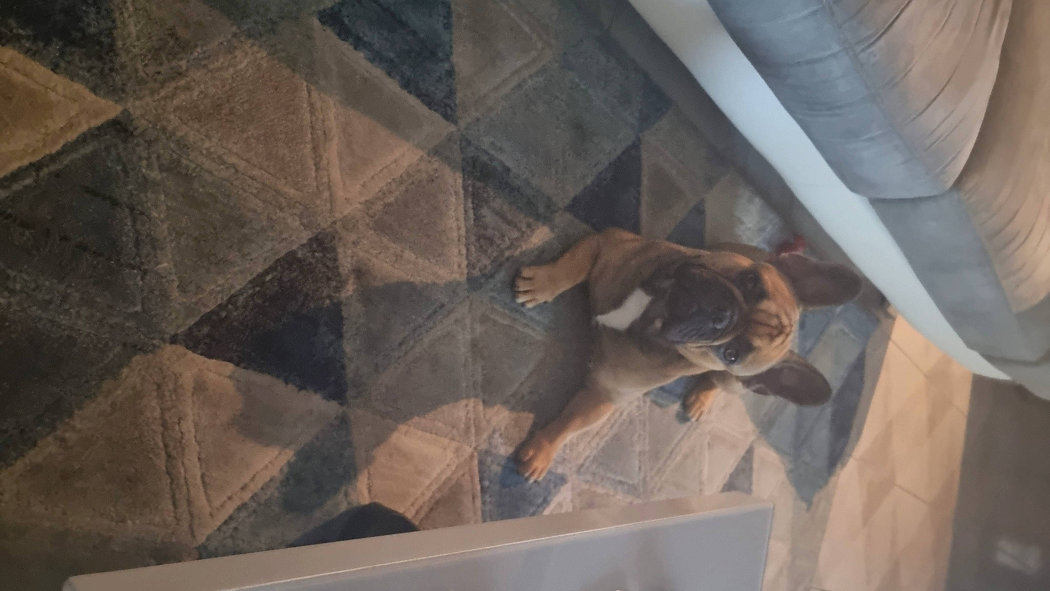 Max a rejoint le concours — aidez-le/la à gagner de superbes lots ! bathroom, ceiling, concrete, floor, flooring, glass, hardwood, human_leg, knee, pattern, plaster, rock, room, shadow, space, thigh, tile, triangle, visual_arts, wood