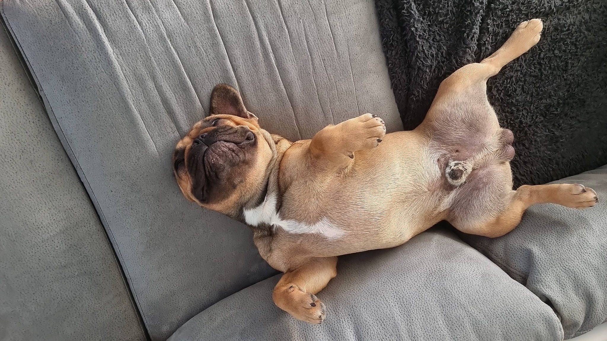 Max a rejoint le concours — aidez-le/la à gagner de superbes lots ! bulldog, canidae, carnivore, comfort, companion_dog, dog, dog_breed, fawn, felidae, liver, paw, sporting_group, tail, terrestrial_animal, toy, toy_dog, whiskers, wood, working_animal, wrinkle