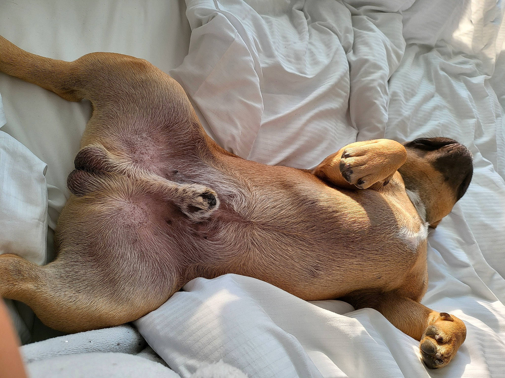 Max participe au concours pour gagner de l'argent avec cette photo : comfort, ear, eye, fawn, flesh, foot, fur, head, human_body, human_leg, jaw, liver, nap, snout, sporting_group, tail, terrestrial_animal, wildlife, working_animal, wrinkle