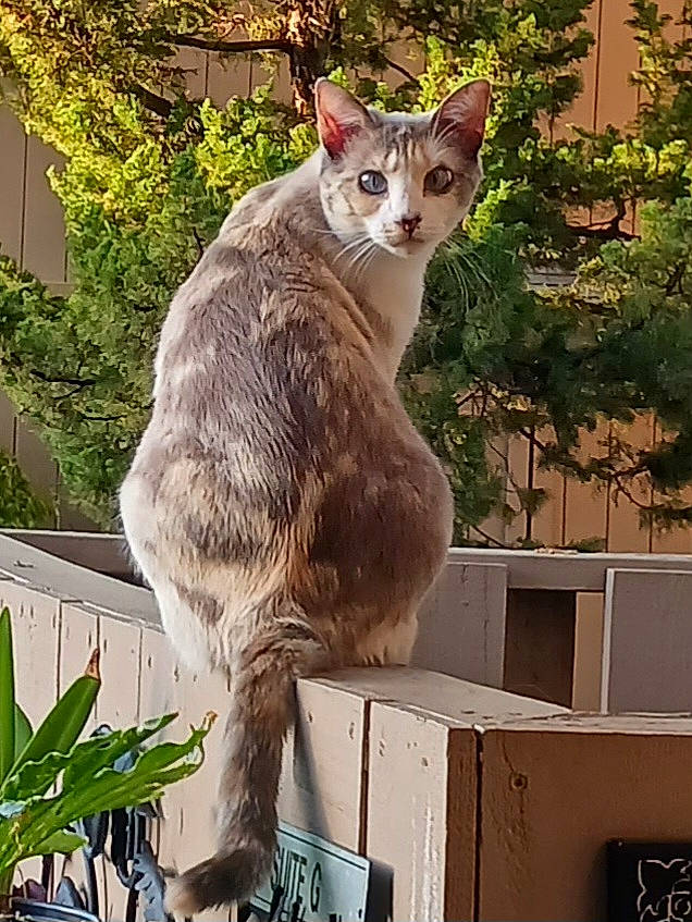 Sadie Sue joined the competition — help win amazing prizes! carnivore, cat, domestic_short_haired_cat, fawn, felidae, flowerpot, fur, houseplant, plant, small_to_medium_sized_cats, snout, tail, terrestrial_animal, terrestrial_plant, tree, trunk, whiskers, wildlife, window, wood