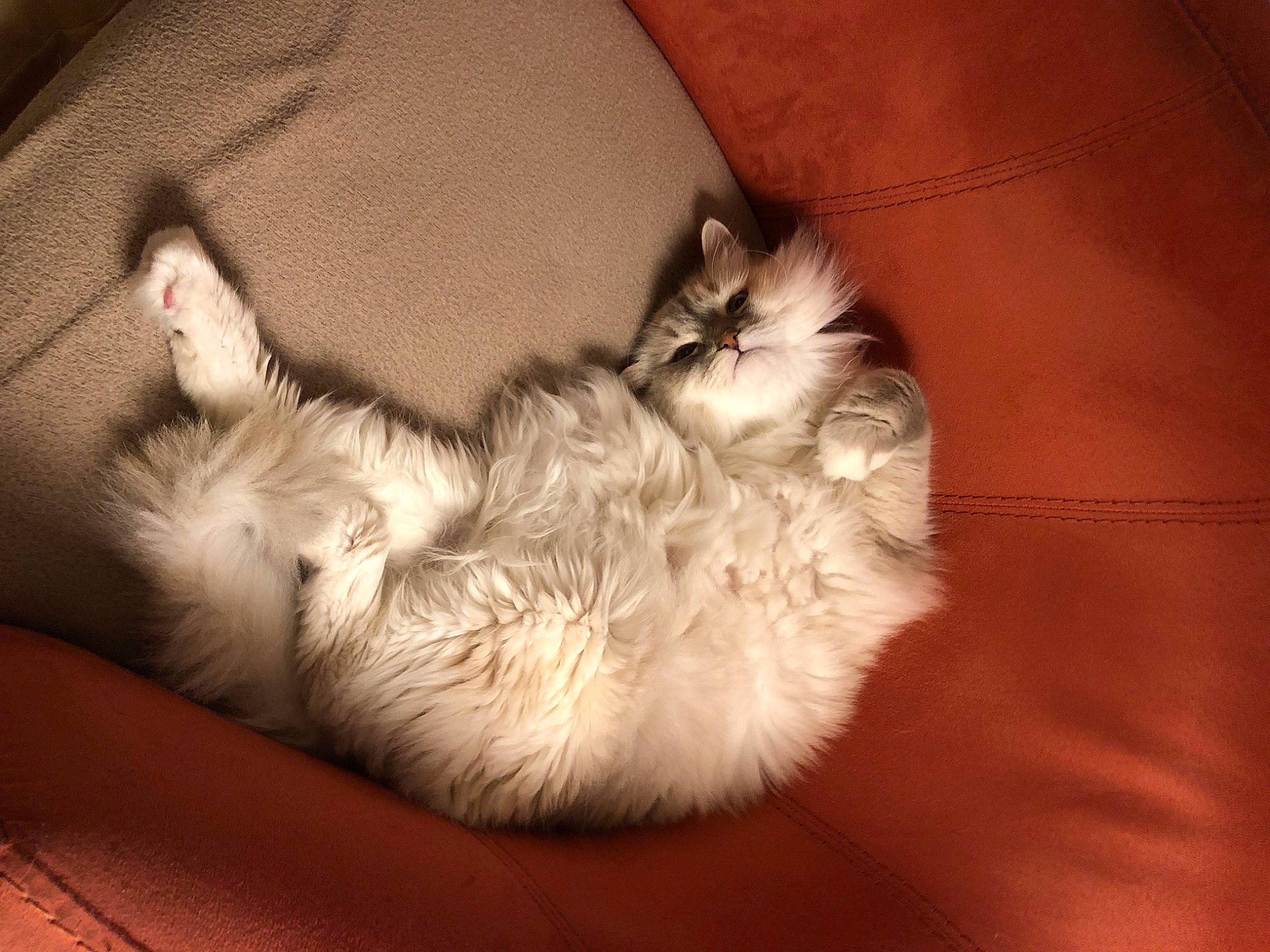 Jazzy a rejoint le concours — aidez-le/la à gagner de superbes lots ! canidae, carnivore, cat, comfort, companion_dog, dog_breed, fawn, felidae, fur, nap, paw, sleep, small_to_medium_sized_cats, snout, sporting_group, tail, terrestrial_animal, toy_dog, whiskers, working_animal