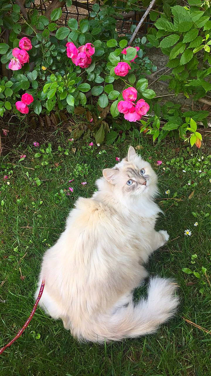 Jazzy a rejoint le concours — aidez-le/la à gagner de superbes lots ! annual_plant, carnivore, cat, fawn, felidae, floribunda, flower, fur, grass, groundcover, herbaceous_plant, hybrid_tea_rose, petal, plant, rose, shrub, small_to_medium_sized_cats, tail, terrestrial_animal, whiskers