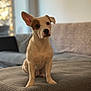puppy, dog, pet, indoor, sofa, corduroy, couch, brown, white, ears, cute, young, animal, home, living_room, seated, fur, looking, attention, cozy