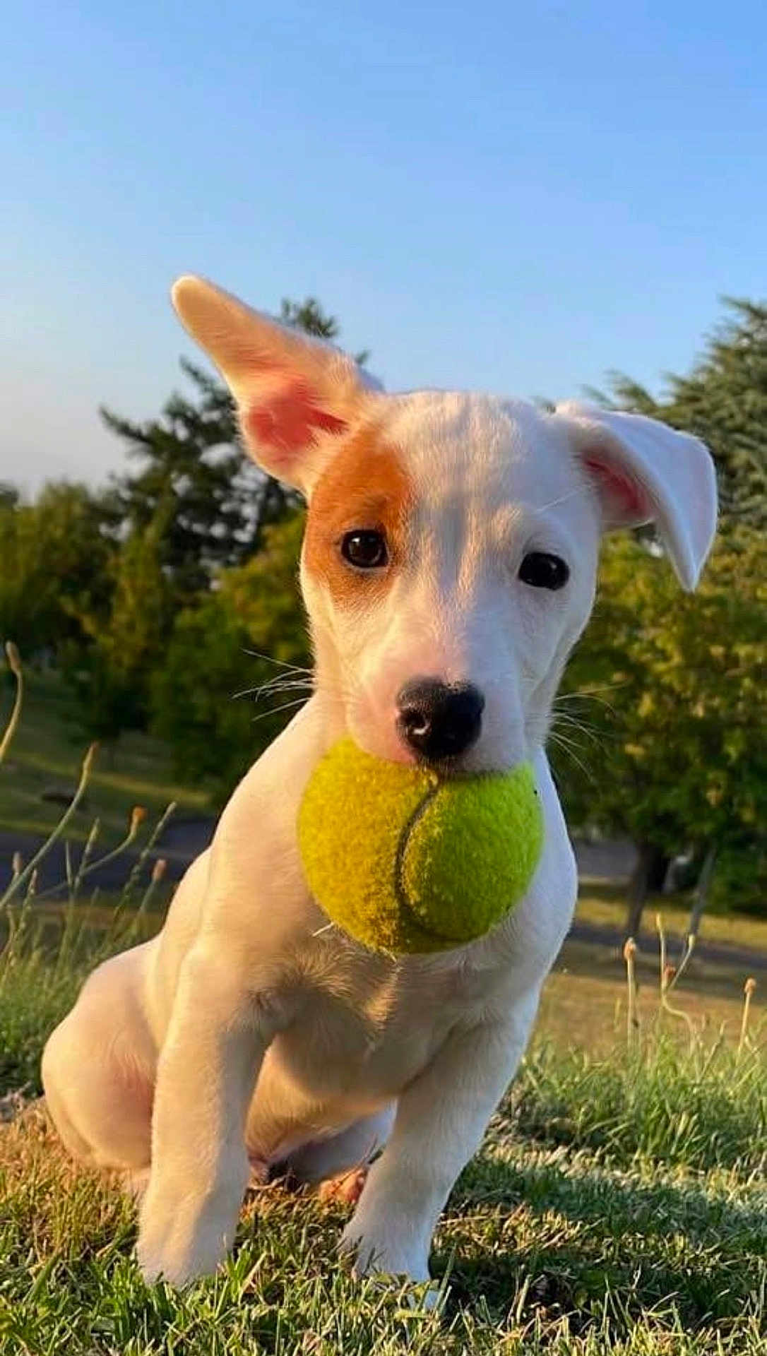 Nougat a rejoint le concours — aidez-le/la à gagner de superbes lots ! puppy, dog, tennis_ball, grass, outdoor, playful, pet, animal, nature, greenery, sunlight, ears, cute, young_dog, muzzle, sitting, nose, eyes, summer, daytime