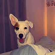 Nougat participe au concours pour gagner de l'argent avec cette photo : dog, pet, bed, blanket, indoor, happy, smiling, white_dog, brown_patch, ear, fur, canine, animal, cute, cozy, room, curtain, wall, comfort, portrait