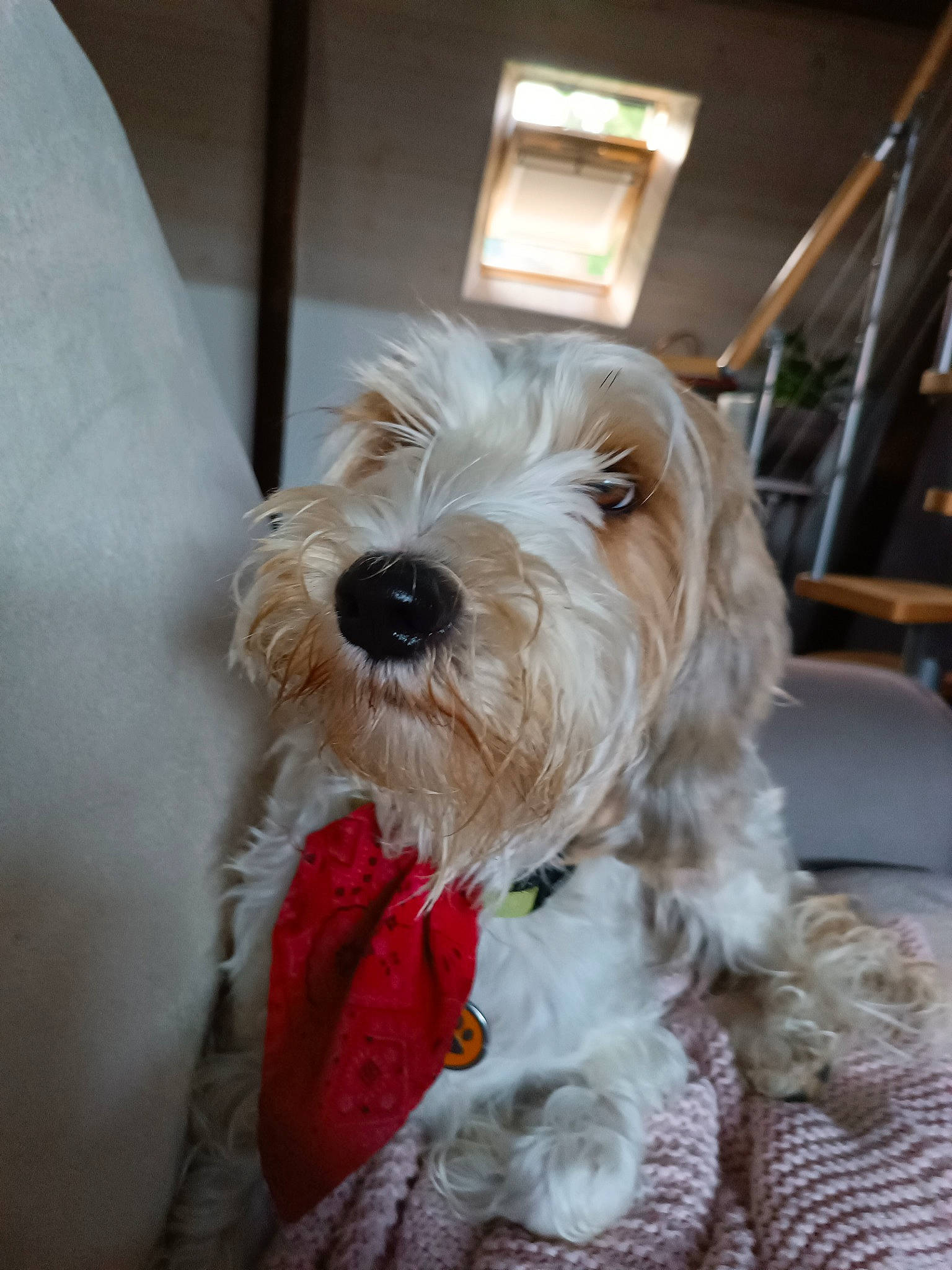 Sara participe au concours pour gagner de l'argent avec cette photo : canidae, carnivore, collar, companion_dog, dog, dog_breed, dog_collar, dog_supply, eyewear, fur, labradoodle, poodle_crossbreed, puppy_love, schnauzer, small_terrier, snout, sporting_group, terrier, toy_dog, working_animal