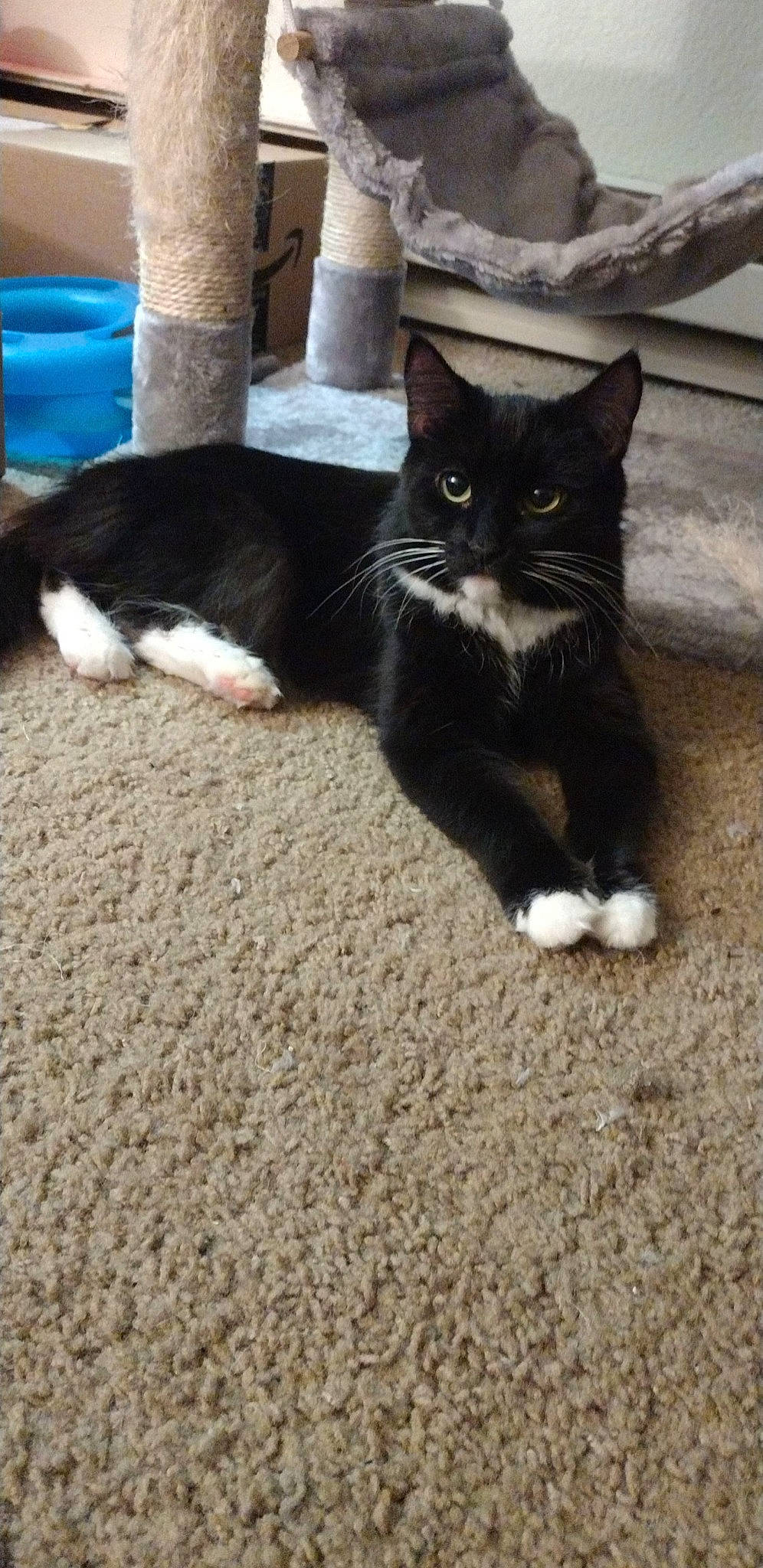 Mittens joined the competition — help win amazing prizes! black_cat, carnivore, cat, comfort, domestic_short_haired_cat, felidae, floor, flooring, fur, grey, human_leg, mammal, paw, road_surface, small_to_medium_sized_cats, snout, tail, vertebrate, whiskers, wood