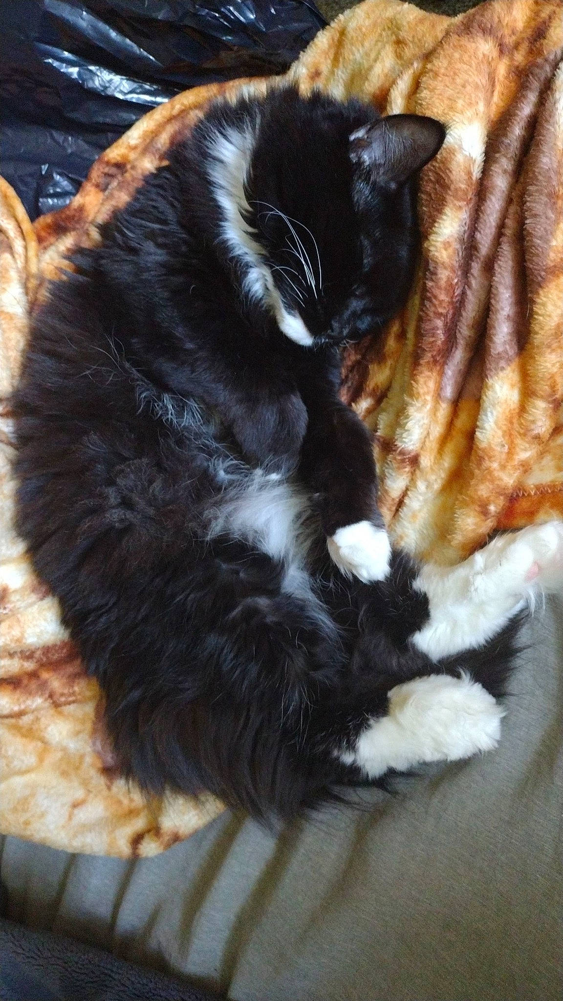 Mittens joined the competition — help win amazing prizes! black_cat, carnivore, cat, cat_supply, claw, comfort, dog_breed, domestic_short_haired_cat, felidae, fur, pattern, paw, small_to_medium_sized_cats, snout, tail, terrestrial_animal, whiskers