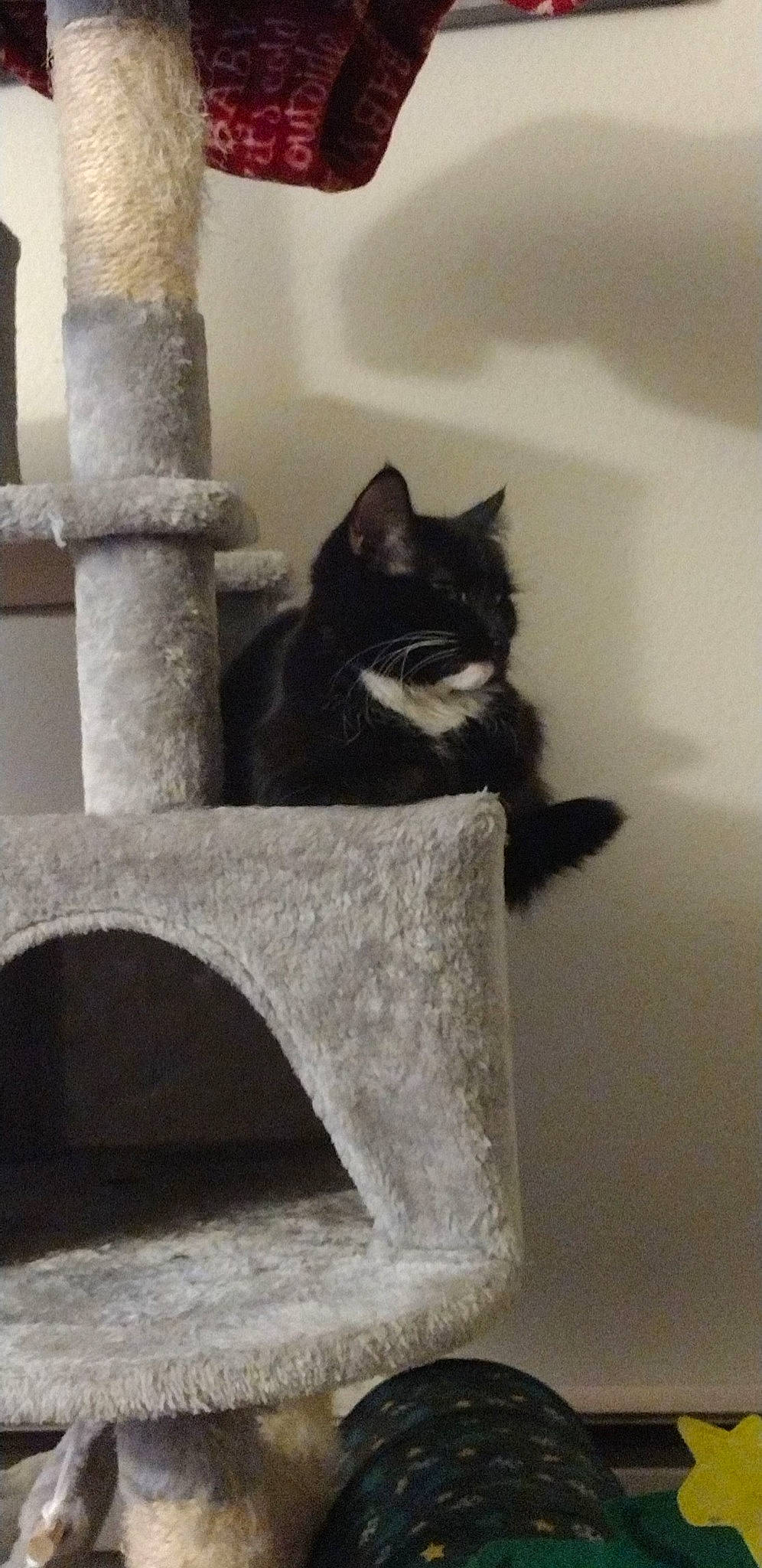 Mittens joined the competition — help win amazing prizes! black_cat, carnivore, cat, cat_supply, domestic_short_haired_cat, felidae, flooring, fur, grey, monochrome_photography, pet_supply, room, small_to_medium_sized_cats, snout, stairs, tail, tints_and_shades, whiskers, window, wood