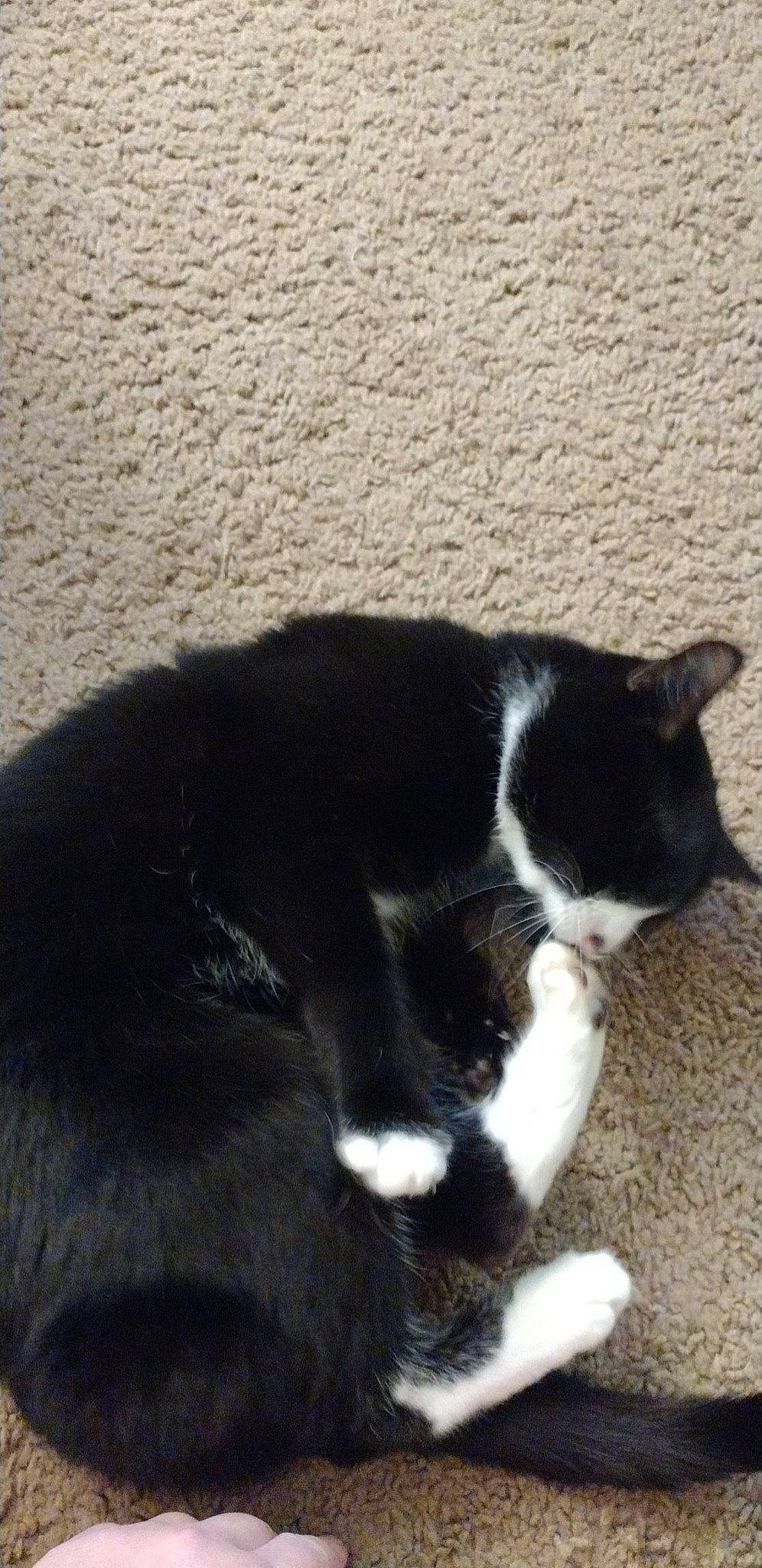 Kisses joined the competition — help win amazing prizes! carnivore, cat, claw, comfort, dog_breed, domestic_short_haired_cat, felidae, foot, fur, paw, shadow, small_to_medium_sized_cats, snout, sporting_group, tail, terrestrial_animal, tints_and_shades, whiskers, wood