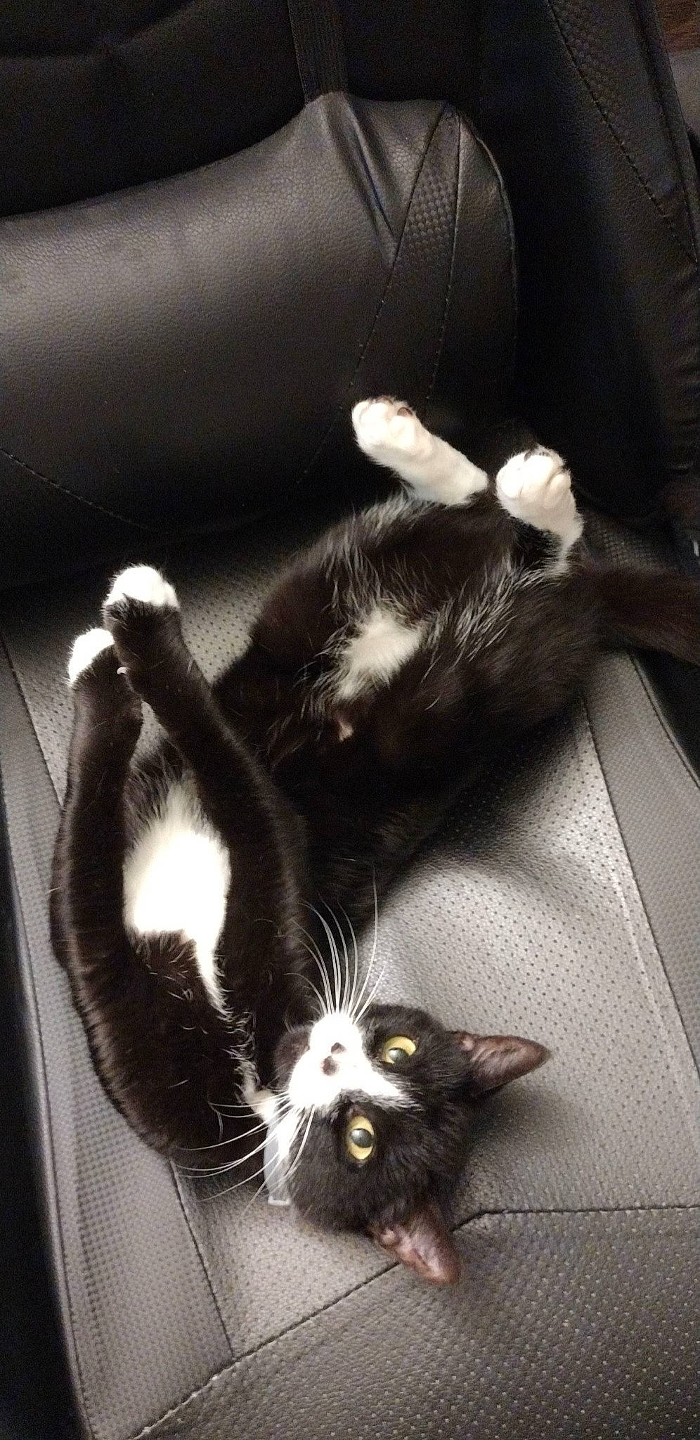 Kisses joined the competition — help win amazing prizes! black, carnivore, cat, claw, comfort, domestic_short_haired_cat, felidae, foot, fur, mammal, monochrome, monochrome_photography, paw, photography, small_to_medium_sized_cats, snout, style, tail, whiskers, white