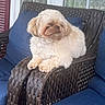 animal, blue_cushions, brown_ears, calm, chair, cute, dog, fluffy, furniture, home, outdoor, patio, pet, photography, portrait, sitting, small_dog, white_fur, wicker, window