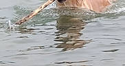 Cooper a rejoint le concours — aidez-le/la à gagner de superbes lots ! dog, golden_retriever, water, swimming, stick, fetch, animal, pet, outdoor, lake, canine, happy, wet, nature, playful, mammal, tongue, fur, reflection, summer