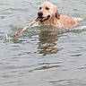dog, golden_retriever, water, swimming, stick, fetch, animal, pet, outdoor, lake, canine, happy, wet, nature, playful, mammal, tongue, fur, reflection, summer