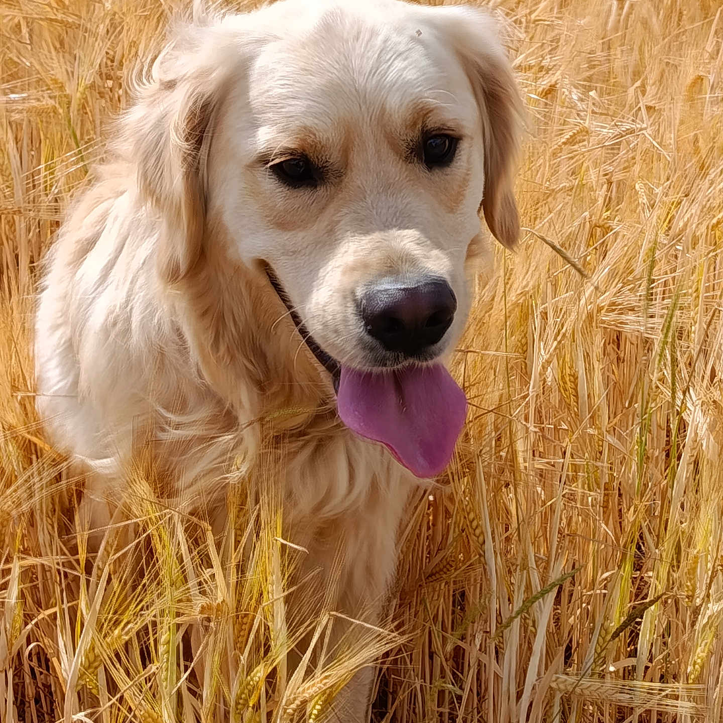 Cooper