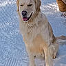 Cooper a rejoint le concours — aidez-le/la à gagner de superbes lots ! dog, golden_retriever, snow, outdoor, pet, animal, canine, sitting, happy, fur, tongue_out, path, bench, winter, cold, daylight, nature, mammal, friendly, companion