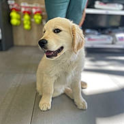 Cooper a rejoint le concours — aidez-le/la à gagner de superbes lots ! puppy, dog, golden_retriever, pet, animal, cute, sitting, floor, indoor, blurry_background, happy, fur, canine, young, looking_sideways, mouth_open, ears, adorable, companion, domestic