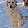 Cooper participe au concours pour gagner de l'argent avec cette photo : dog, golden_retriever, snow, outdoor, pet, animal, canine, sitting, tongue_out, fur, bench, winter, cold, nature, friendly, playful, mammal, daylight, paw, happy