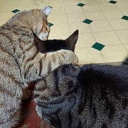 Meow And Bb is registered to the contest to win money with this photo: cat, cats, hug, affection, pet, animal, feline, fur, striped, tabby, domestic, indoor, floor, tile, pattern, closeup, friendship, cute, companion, resting