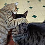 cat, cats, hug, affection, pet, animal, feline, fur, striped, tabby, domestic, indoor, floor, tile, pattern, closeup, friendship, cute, companion, resting