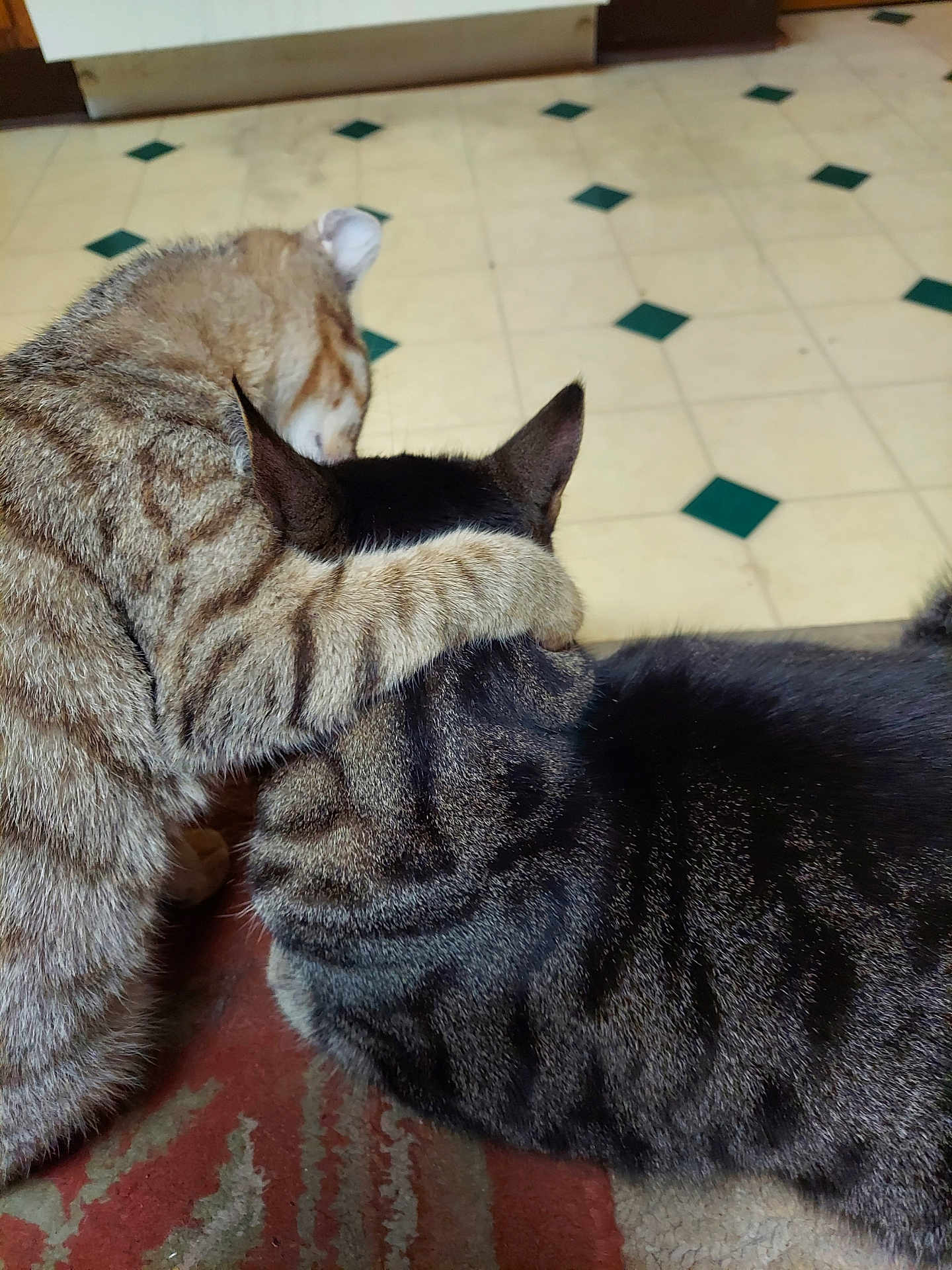 Meow And Bb is registered to the contest to win money with this photo: cat, cats, hug, affection, pet, animal, feline, fur, striped, tabby, domestic, indoor, floor, tile, pattern, closeup, friendship, cute, companion, resting