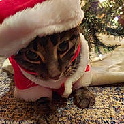 Meow Meow is registered to the contest to win money with this photo: animal, carpet, cat, christmas_lights, christmas_tree, closeup, costume, curious, cute, decoration, festive, fur, holiday, holiday_season, indoors, paw, pet, santa_hat, tabby, whiskers