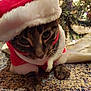 animal, carpet, cat, christmas_lights, christmas_tree, closeup, costume, curious, cute, decoration, festive, fur, holiday, holiday_season, indoors, paw, pet, santa_hat, tabby, whiskers