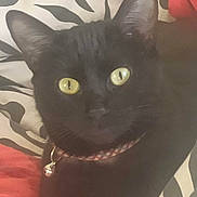 Poutchyna participe au concours pour gagner de l'argent avec cette photo : animal, bell, black_cat, cat, close_up, collar, curious, domestic_cat, ears, face, feline, fur, indoor, patterned_fabric, pet, red_blanket, resting, soft_texture, whiskers, yellow_eyes