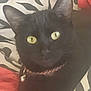 animal, bell, black_cat, cat, close_up, collar, curious, domestic_cat, ears, face, feline, fur, indoor, patterned_fabric, pet, red_blanket, resting, soft_texture, whiskers, yellow_eyes