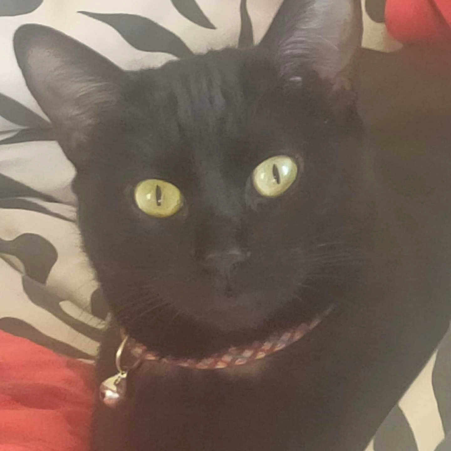 Poutchyna participe au concours pour gagner de l'argent avec cette photo : animal, bell, black_cat, cat, close_up, collar, curious, domestic_cat, ears, face, feline, fur, indoor, patterned_fabric, pet, red_blanket, resting, soft_texture, whiskers, yellow_eyes