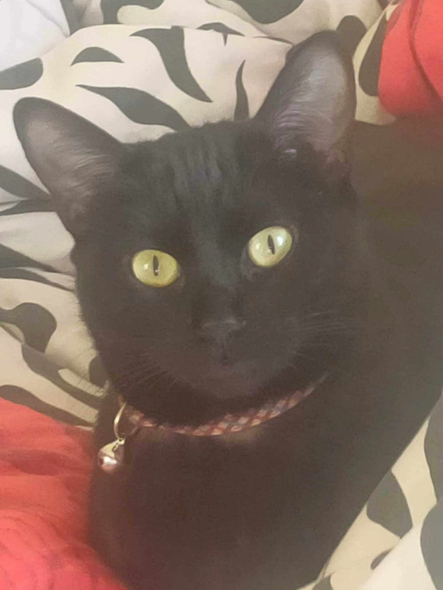 Poutchyna participe au concours pour gagner de l'argent avec cette photo : animal, bell, black_cat, cat, close_up, collar, curious, domestic_cat, ears, face, feline, fur, indoor, patterned_fabric, pet, red_blanket, resting, soft_texture, whiskers, yellow_eyes