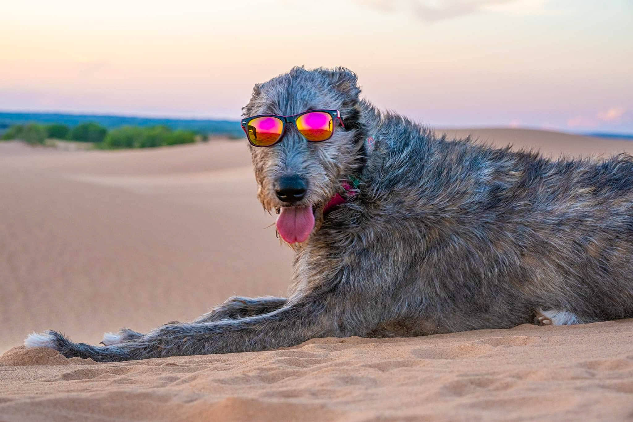 Pickle is registered to the contest to win money with this photo: beak, canidae, carnivore, cloud, dog_breed, eyewear, fur, horizon, landscape, ocean, primate, sand, singing_sand, sitting, sky, snout, sporting_group, tail, terrestrial_animal, wildlife