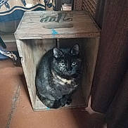 Tilly joined the competition — help win amazing prizes! animal, black_cat, cat, container, cozy, crate, curled_up, domestic, feline, floor, fur, home, indoor, looking, pet, quiet, resting, shadow, sitting, wooden_crate