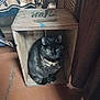 animal, black_cat, cat, container, cozy, crate, curled_up, domestic, feline, floor, fur, home, indoor, looking, pet, quiet, resting, shadow, sitting, wooden_crate