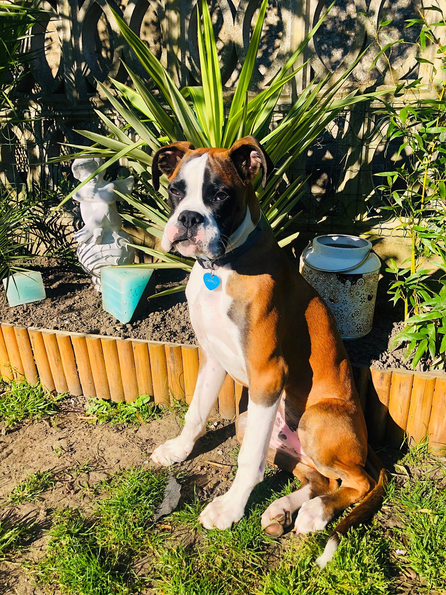 Darko a rejoint le concours — aidez-le/la à gagner de superbes lots ! adventure, boxer, canidae, carnivore, companion_dog, dog, dog_breed, fawn, grass, mammal, plant, puppy, rare_breed_dog, snout, sporting_group, tail, vertebrate, working_dog