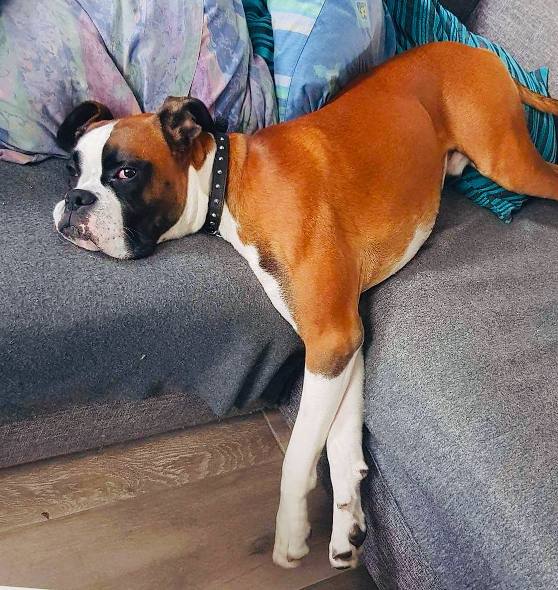 Darko a rejoint le concours — aidez-le/la à gagner de superbes lots ! australian_bulldog, boxer, canidae, carnivore, companion_dog, dog, dog_breed, dog_collar, ear, fawn, mammal, non_sporting_group, old_english_bulldog, olde_english_bulldogge, puppy_love, rare_breed_dog, snout, sporting_group, valley_bulldog, vertebrate