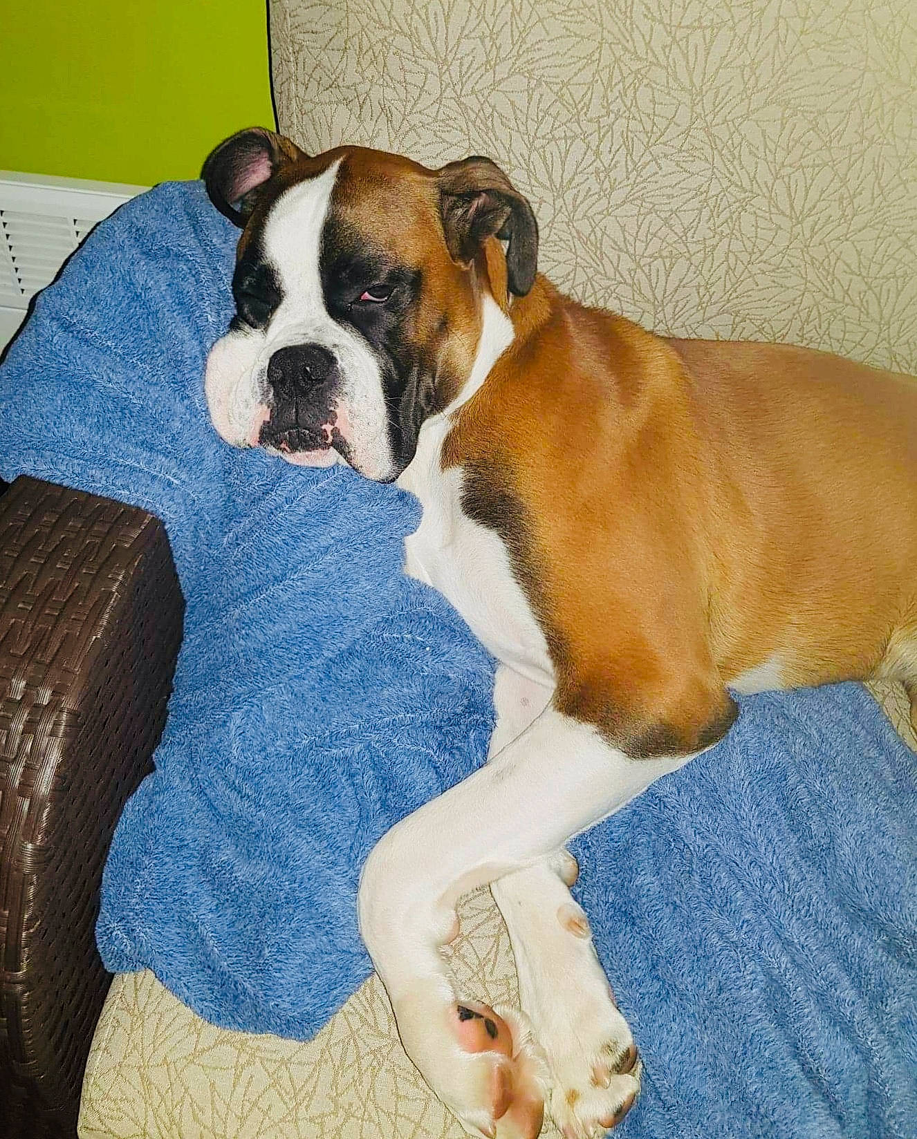 Darko a rejoint le concours — aidez-le/la à gagner de superbes lots ! australian_bulldog, boxer, british_bulldogs, bulldog, canidae, carnivore, companion_dog, dog, dog_breed, dorset_olde_tyme_bulldogge, fawn, mammal, non_sporting_group, old_english_bulldog, olde_english_bulldogge, puppy_love, snout, toy_bulldog, valley_bulldog, vertebrate