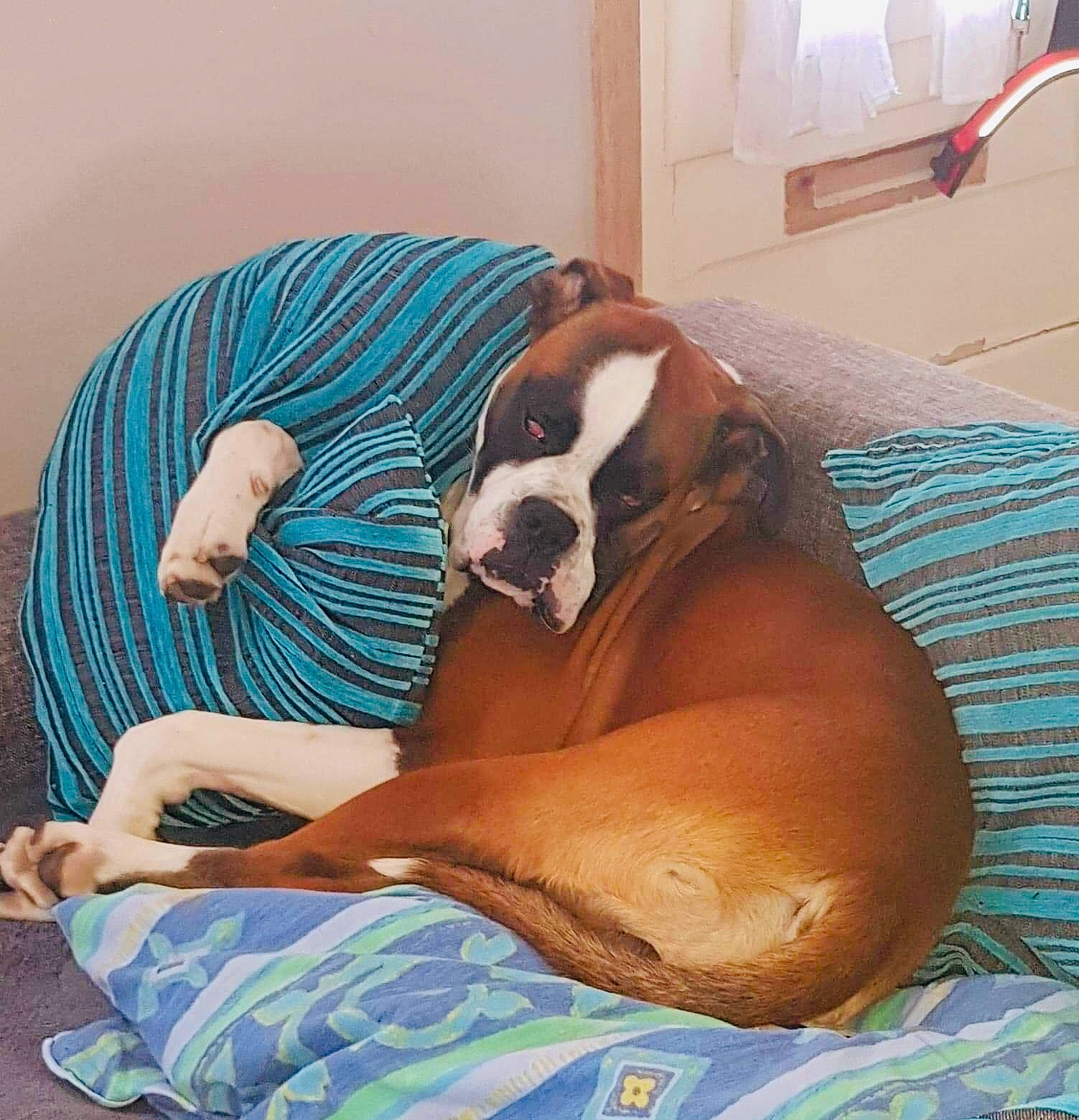 Darko a rejoint le concours — aidez-le/la à gagner de superbes lots ! american_bulldog, australian_bulldog, boxer, bulldog, canidae, carnivore, companion_dog, dog, dog_breed, dorset_olde_tyme_bulldogge, ear, fawn, nap, non_sporting_group, old_english_bulldog, olde_english_bulldogge, puppy_love, sleep, snout, valley_bulldog