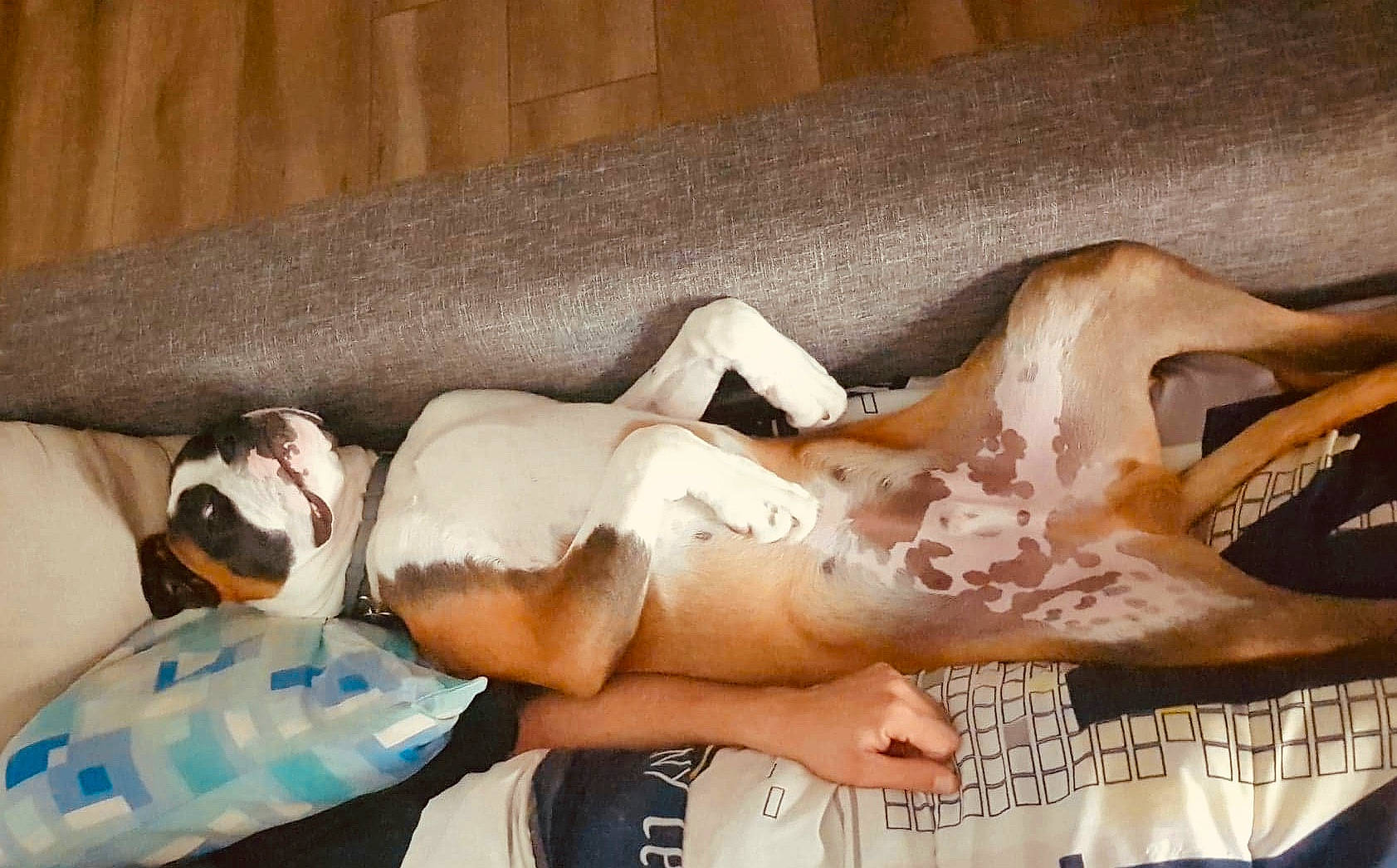 Darko participe au concours pour gagner de l'argent avec cette photo : canidae, carnivore, dog, fawn, pointer, sporting_group