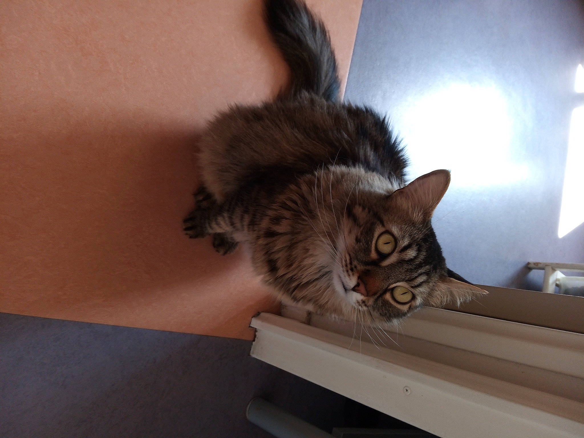 Grogros participe au concours pour gagner de l'argent avec cette photo : bench, british_longhair, carnivore, cat, claw, comfort, domestic_short_haired_cat, fawn, felidae, flooring, fur, hardwood, house, paw, room, small_to_medium_sized_cats, tail, whiskers, window, wood