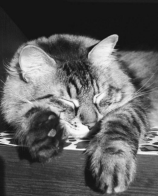 Grogros participe au concours pour gagner de l'argent avec cette photo : black_and_white, carnivore, cat, claw, comfort, darkness, domestic_short_haired_cat, felidae, fur, grey, monochrome, monochrome_photography, organism, paw, sky, small_to_medium_sized_cats, snout, style, tail, whiskers