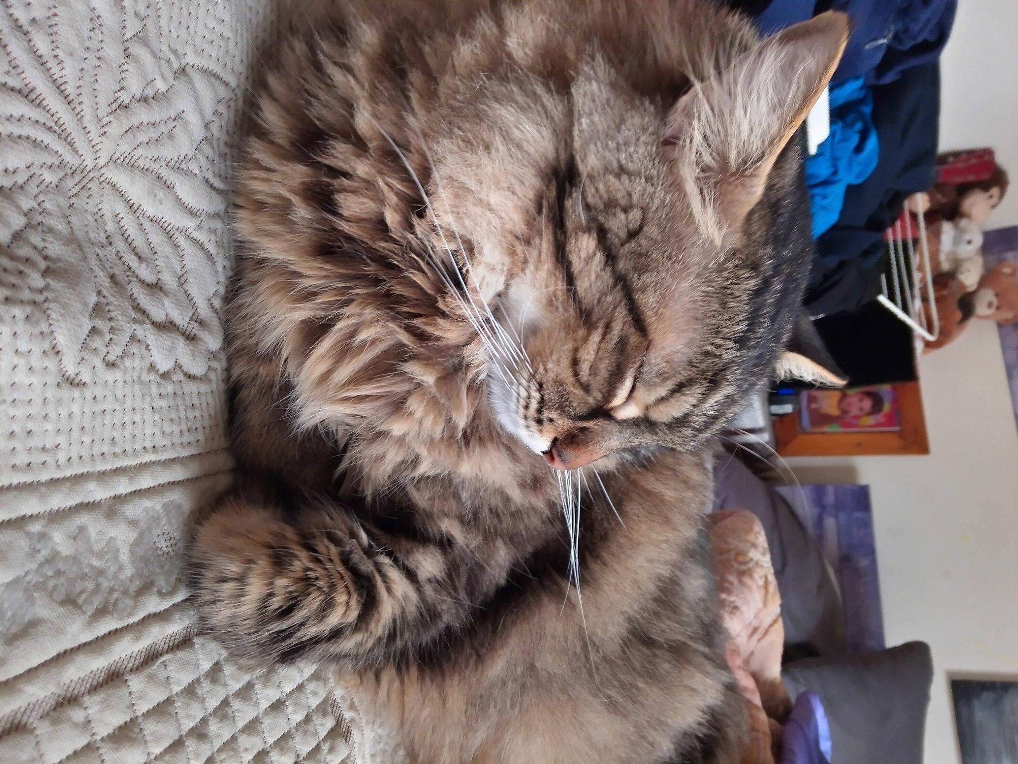 Grogros participe au concours pour gagner de l'argent avec cette photo : carnivore, cat, claw, comfort, domestic_short_haired_cat, felidae, fur, nap, paw, sleep, small_to_medium_sized_cats, snout, tail, terrestrial_animal, whiskers