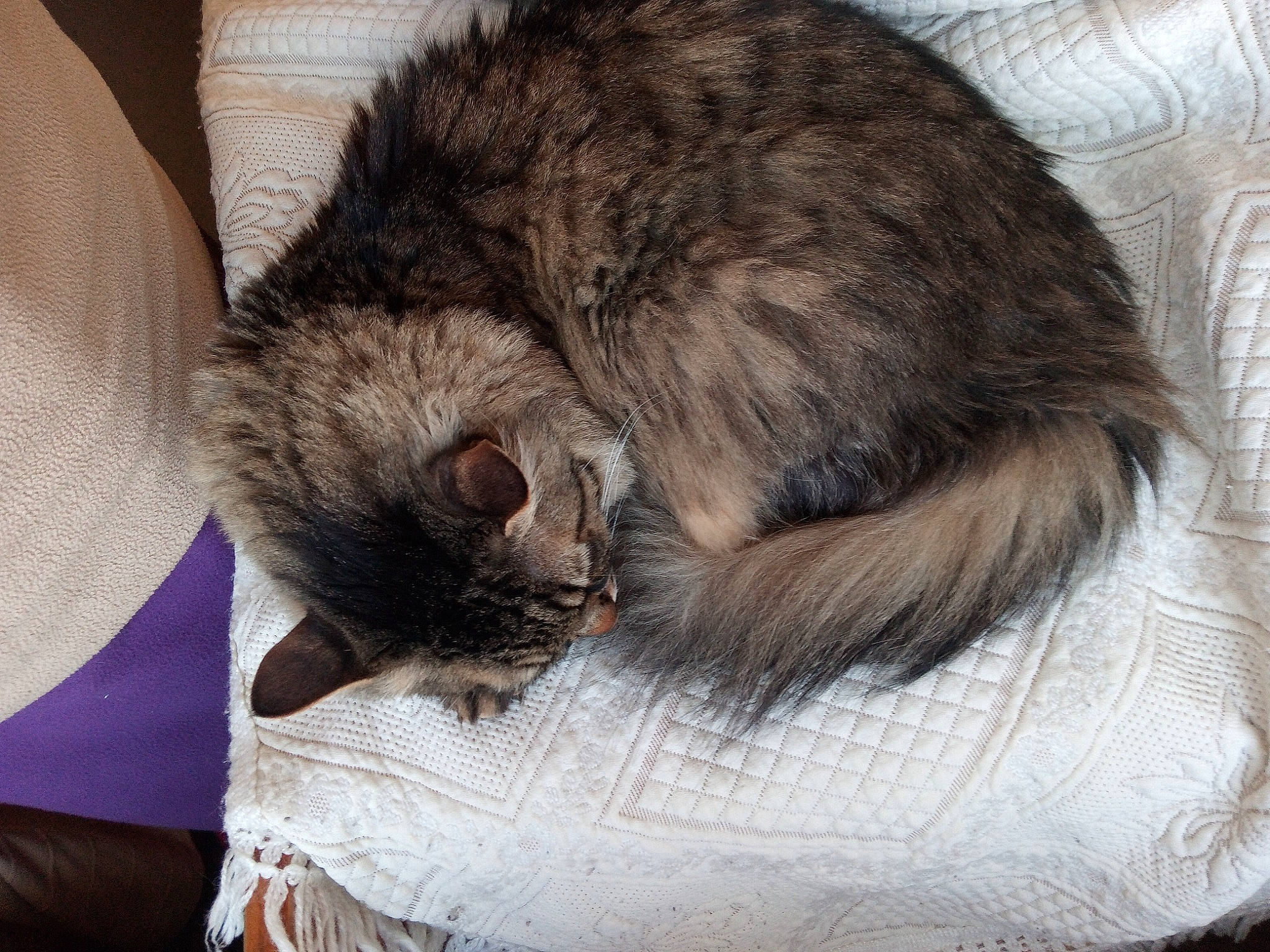 Grogros a rejoint le concours — aidez-le/la à gagner de superbes lots ! black_cat, carnivore, cat, cat_supply, claw, comfort, domestic_short_haired_cat, felidae, fur, grey, nap, paw, sleep, small_to_medium_sized_cats, snout, tail, terrestrial_animal, whiskers