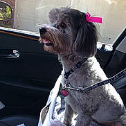 Ms Milli is registered to the contest to win money with this photo: bow, car_interior, car_seat, collar, daylight, dog, door_handle, garage_door, groomed, hand_sanitizer, id_tag, leash, pet, pink_bow, reflection, seatbelt, side_mirror, small_dog, tongue_out, window