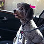 bow, car_interior, car_seat, collar, daylight, dog, door_handle, garage_door, groomed, hand_sanitizer, id_tag, leash, pet, pink_bow, reflection, seatbelt, side_mirror, small_dog, tongue_out, window