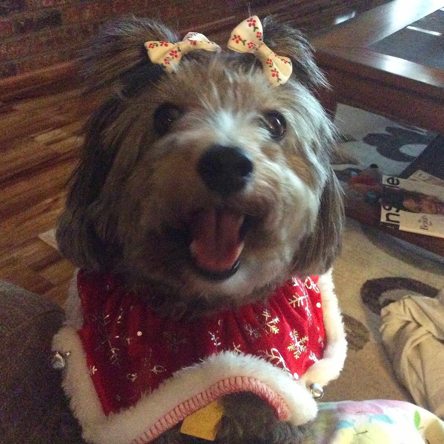 Ms Milli is registered to the contest to win money with this photo: accessory, bow, closeup, coffee_table, cute, dog, fur, hair_bow, holiday_outfit, indoors, living_room, magazine, pet, portrait, red_cape, rug, small_dog, smile, sofa, tongue